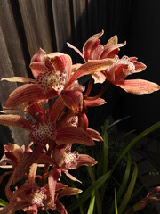 Blossoming orchid