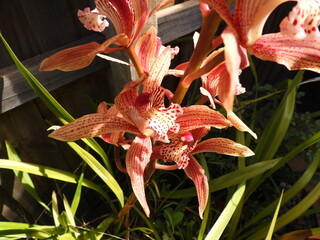 Orchid plant in garden