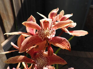 Red orchid on a black background