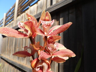 Red orchid with fence background