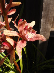 Orchid plant highlight in sunlight