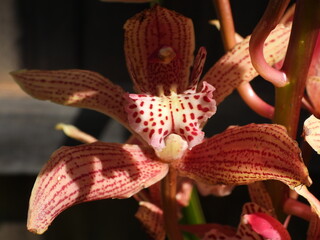 Orchid emerging from the shadows