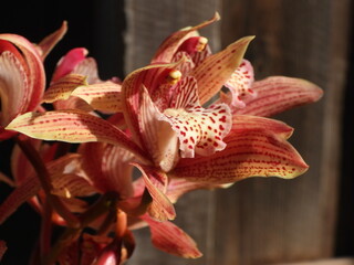 The intricacy of an orchid