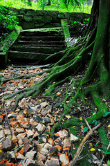 stairway on the path in the woods