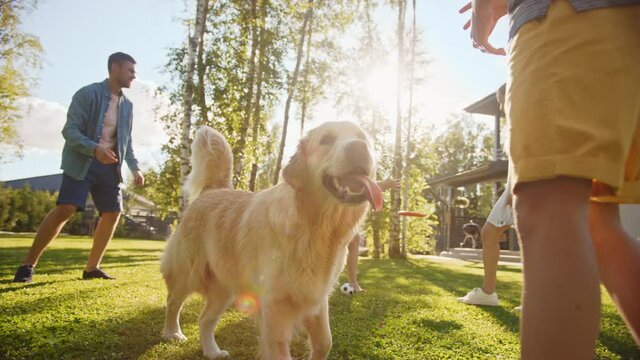 Smiling Beautiful Family of Four Play Catch flying disc with Happy Golden Retriever Dog on the Backyard Lawn. Idyllic Family Has Fun with Loyal Pedigree Dog Outdoors in Summer House. Slow Motion Shot