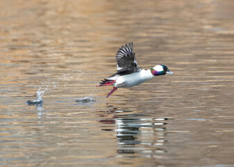 With a hop, skip and a jump this Bufflehead duck is off to a flying start.