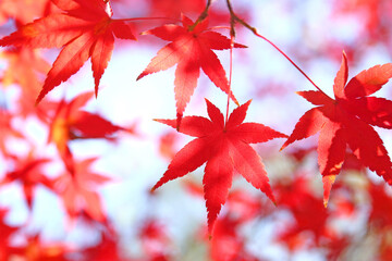 紅葉　モミジ　赤い葉っぱ