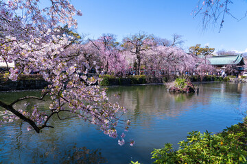 三嶋大社の桜 © Oval Design
