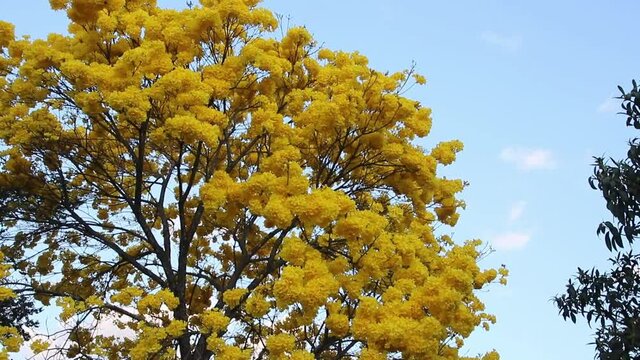 Bloom detail yellow ipe with blue sky