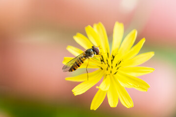 bug on a flower macro