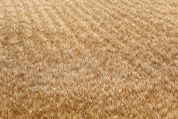 小麦畑　茨城　桜川市	
