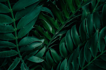 Plakat tropical leaves, green leaves texture, nature background