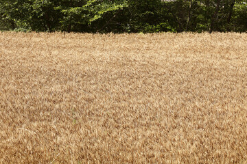 小麦畑　茨城　桜川市	
