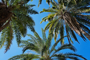 Fototapeta na wymiar Date palm trees and blue sky