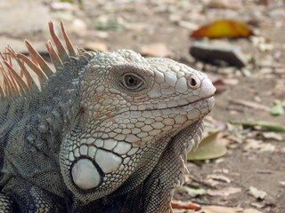 Iguana verde, nombre cientifico: Iguana Iguana