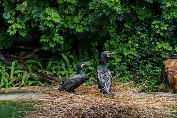 Cormorants on lake in the zoo
