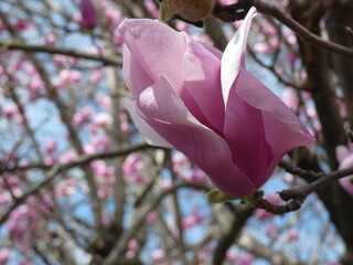 Magnolia bloom