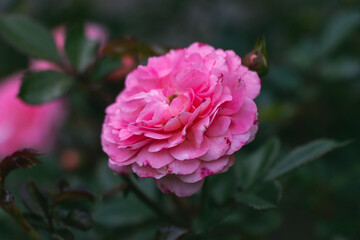 Obraz premium blooming flower in the summer 