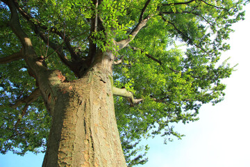 Fototapeta premium big tree in the park