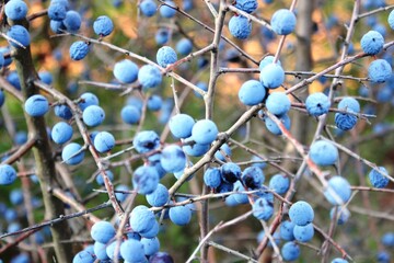 Beeren