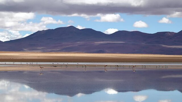 Salar de Chalviri, Bolivia, South America, panoramic view of unspoiled landscape in Eduardo Avaroa Andean Fauna National Reserve showing wild Andean flamingos in Laguna Chalviri.