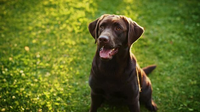 Handsome Nobel Pedigree Brown Labrador Retriever Dog Looks at Camera, Having Fun Outdoors on the Green Lawn. Happy Young Puppy on a Sunny Day Outdoors
