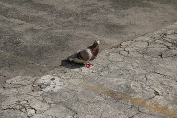 a dove/pigeon was walking on the concrete ground in the hot sun
