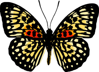 Thai butterfly vector on white background
