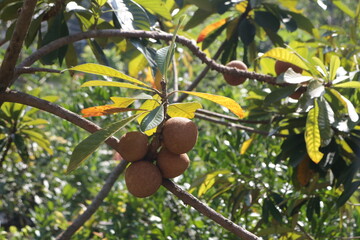 Close-up of raw manila sapodilla fruit hanging on a tree