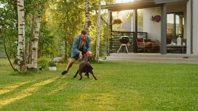 Handsome Man Plays Catch with Happy Brown Labrador Retriever Dog on the Backyard Lawn. Man Has Fun with Loyal Nobel Pedigree Dog Outdoors in Summer House Backyard. Slow Motion Shot