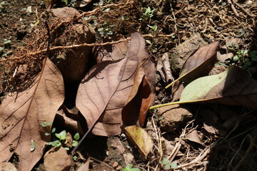 a collection of dry fallen leaves on the ground