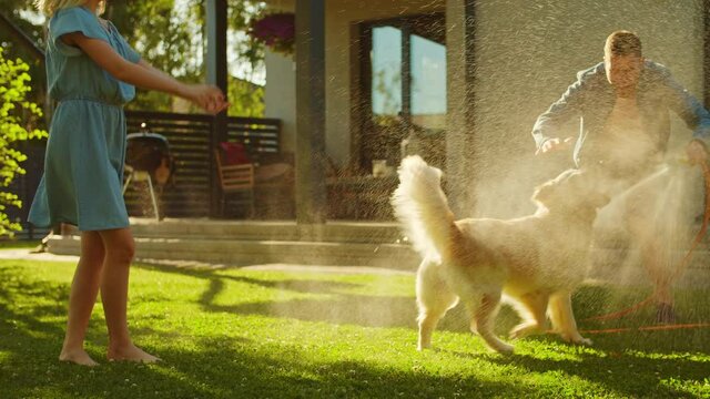 Father, Daughter, Son Play With Loyal Golden Retriever, Dog Tries to Catch Water from Garden Water Hose