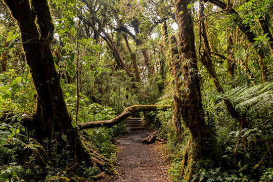 Barva volcano trails, Barva National Park, Costa Rica