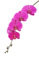 Fototapeta na wymiar Close Up Of Blooming orchid branch with violet flowers isolated on white background with clipping path included.