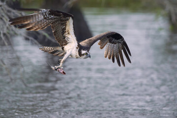 Aguila Pescadora