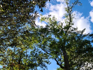 Fototapeta premium Nature, trees and sky, landscape 