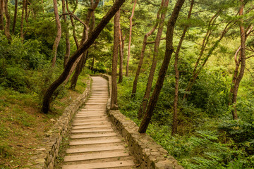 Wooden steps descending down side mountain