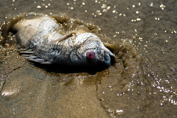 A dead fish with red eye washed ashore on a rather muddy and sandy beach