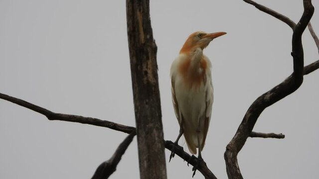 Cattle egret in tree UHD MP4 4k video ...