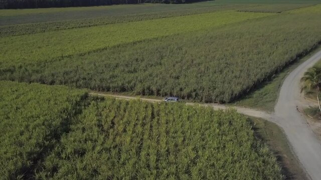 Aerial: Drone tracking a vehicle driving into a field of sugar cane where it follows it in a top down shot, near Babinda in Far North Queensland