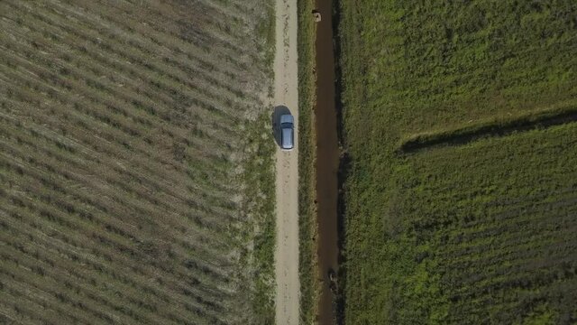 Aerial: Drone top down shot tracking a vehicle driving through field of sugar cane, near Babinda in Far North Queensland