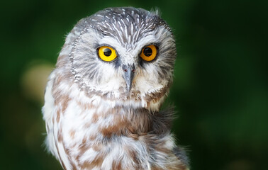 Extreme close up portrait of  a northern saw-whet owl on a green background