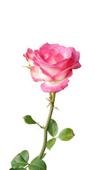 pink rose with bud on white background
