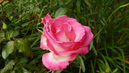 pink rose with a fly on a petal