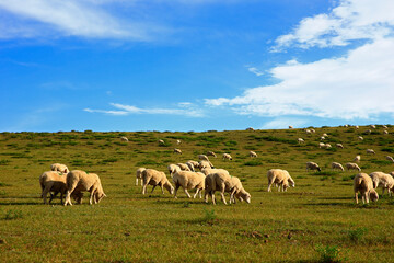 Obraz premium The sheep of the grasslands