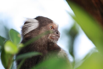Closeup monkey face in Brazil