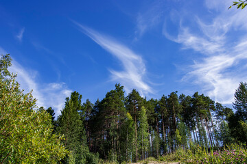 The blue sky is patterned with white clouds. Green trees in the forest