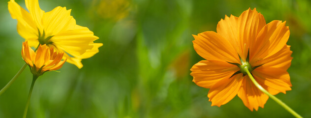 bright yellow orange flower cosmos on spring green nature background