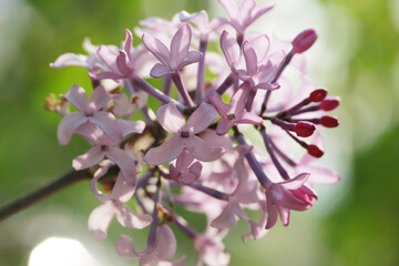 purple lilac bush flover closeup