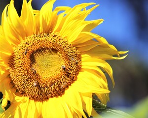 Honeybees on Sunflower